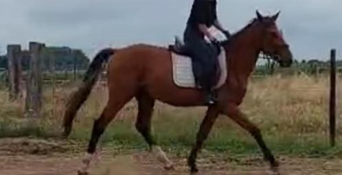 Prachtig zangersheide superbraaf paard, Dieren en Toebehoren, Pony's, Hengst, Springpony, 3 tot 6 jaar, Met stamboom, Gechipt