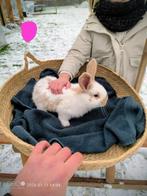 Vlaamse reuzen, Dieren en Toebehoren, Konijnen