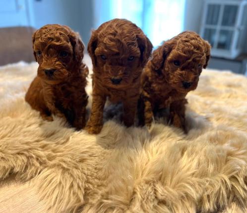 Prachtige dwerg poedel x toy (klein formaat), Dieren en Toebehoren, Honden | Chihuahua's en Gezelschapshonden, Meerdere dieren