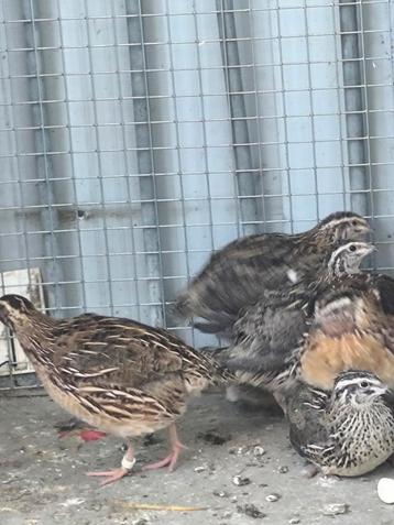 5 kwartels 1 haan en 4 onverwante hennen beschikbaar voor biedingen