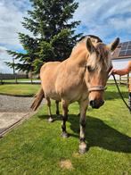 Fjord trekpaard met koets, Dieren en Toebehoren, Paarden