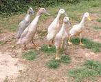 Loopeenden, Dieren en Toebehoren, Pluimvee