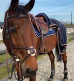 Super braaf allround paard te koop, Animaux & Accessoires, Chevaux, ZZ, 160 à 165 cm, Hongre, Cheval de saut