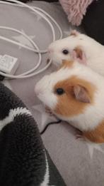 2 meisjes cavia's, Dieren en Toebehoren, Knaagdieren, Cavia