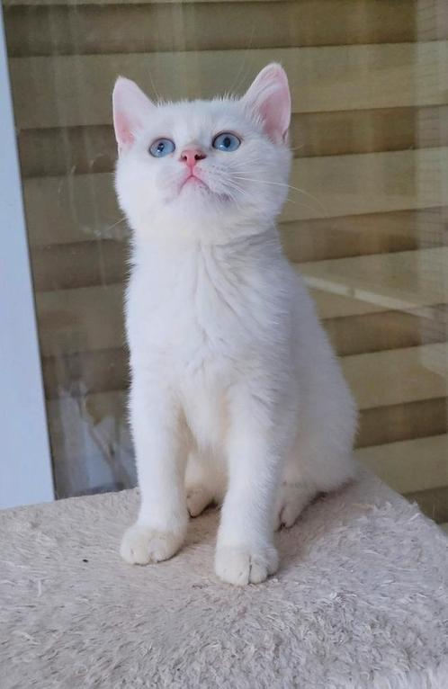 Britse korthaar kleur point, Dieren en Toebehoren, Katten en Kittens | Raskatten | Korthaar, Poes, 0 tot 2 jaar, Gechipt, Ontwormd