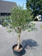 Olijfbomen olea europaea aan stuntprijzen!, Tuin en Terras, Planten | Bomen, Ophalen