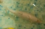 KOI, 3 stuks, wegens heraanleg vijver, Dieren en Toebehoren, Vissen | Vijvervissen, Karper of Koi