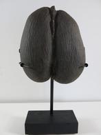 Sea Coconut – Coco de Mer 26x23x6,5 cm op staander, Ophalen of Verzenden, Gebruikt