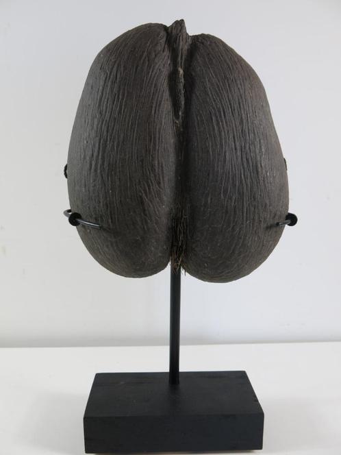 Sea Coconut – Coco de Mer 26x23x6,5 cm op staander, Verzamelen, Dierenverzamelingen, Gebruikt, Ophalen of Verzenden