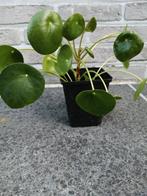 mooie pannenkoeken planten, Enlèvement ou Envoi, Autres espèces