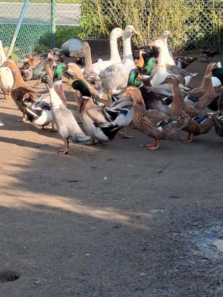 Rouaan eenden . 10 euro per stuk, Dieren en Toebehoren, Pluimvee, Eend, Meerdere dieren