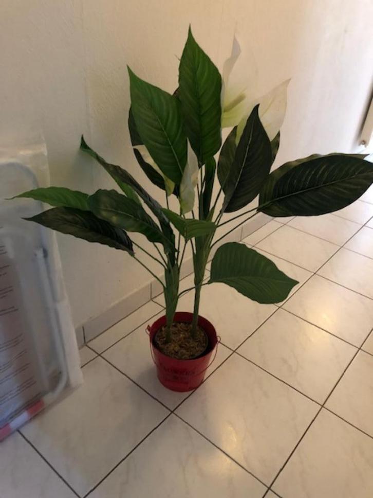 Spathyphillum ou plante à cuillère, Maison & Meubles, Plantes d'intérieur, Enlèvement