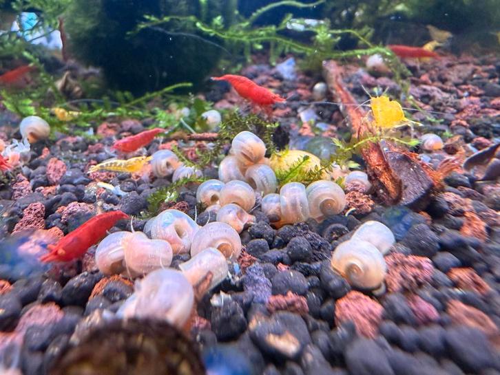 Planorbes roses, Dieren en Toebehoren, Vissen | Aquaria en Toebehoren, Ophalen