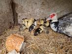 Barberie eenden kuikens, Dieren en Toebehoren, Pluimvee, Meerdere dieren, Eend