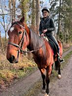 Hongre polyvalent 4 ans 1m60 pour débutant ou confirmé, Animaux & Accessoires, Chevaux, Hongre, L