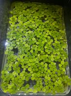 Salvinia Vlotvaren Drijfplant, Dieren en Toebehoren, Ophalen, Zo goed als nieuw