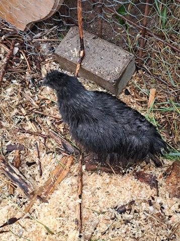 Jeune coq de sauvagine Usa Motlet de moins d'un an, Mâle, Poule ou poulet