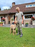 Alpaca veulen, Dieren en Toebehoren, Mei, Vrouwelijk
