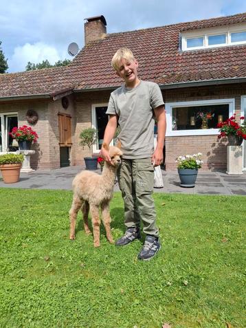 Alpaca veulen beschikbaar voor biedingen