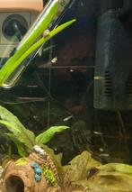 Gratis baby guppies (Endler), Dieren en Toebehoren, Vis, Zoetwatervis