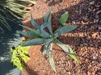 Agave americana , Tuin en Terras, Ophalen