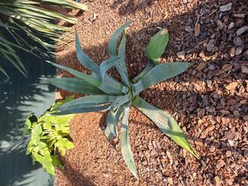 Agave americana  beschikbaar voor biedingen