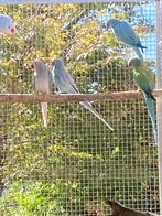 Broedrijpe poppen Halsbandparkiet, Dieren en Toebehoren, Vrouwelijk, Parkiet