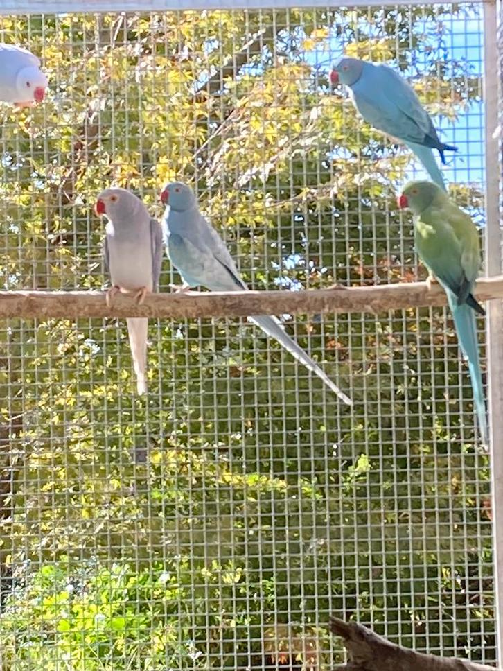 Broedrijpe poppen Halsbandparkiet, Dieren en Toebehoren, Vogels | Parkieten en Papegaaien, Parkiet, Vrouwelijk