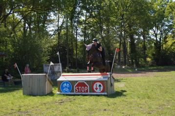 Quantanamera B (eventing/spring), Dieren en Toebehoren, Paarden, Merrie, B, Gechipt, 170 tot 175 cm