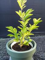 2 stuks magnolia struiken, Tuin en Terras, Ophalen of Verzenden