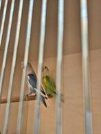 Agapornis roseicollie koppel 2024, Dieren en Toebehoren, Geringd