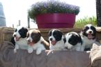 Border collie pups, Dieren en Toebehoren, België, Fokker | Hobbymatig, CDV (hondenziekte), 8 tot 15 weken