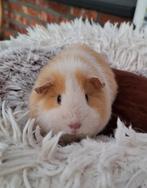 Cavia zeugje met teddyvacht, Dieren en Toebehoren, Cavia, Juli, Vrouwelijk, Tam