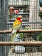 Rosella's mutaties, Meerdere dieren, Parkiet, Geringd