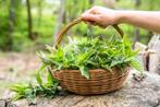 vers geoogst Urtica (grote)brandnetel - blaadjes, takken,pot, Ophalen