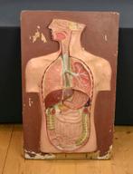 Antiek Anatomisch wandpaneel Menselijk Lichaam, Ophalen, Lesmateriaal - Industrieel paneel - school