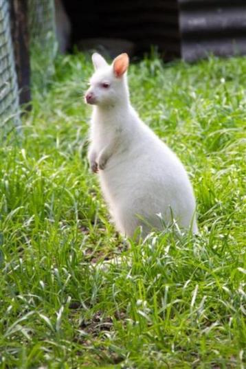 witte wallaby's beschikbaar voor biedingen