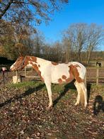 Gave 2,5 jarige D pony ruin, Vermifugé, Hongre, Poney D (1.37 m à 1.48m), Non dressé