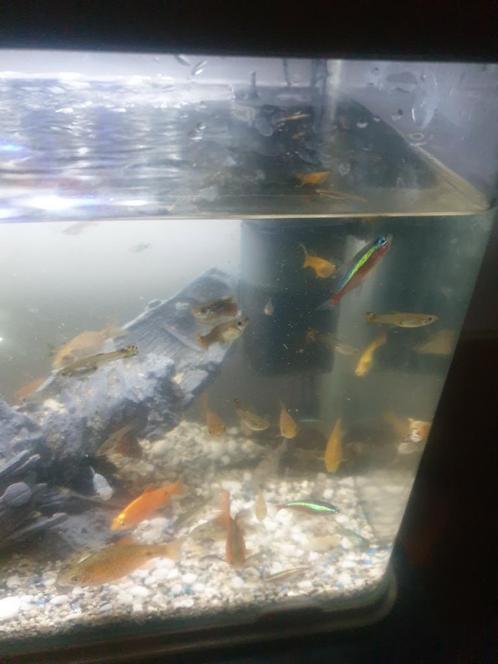 Te koop dringend wegens verhuizing !!, Dieren en Toebehoren, Vissen | Aquariumvissen