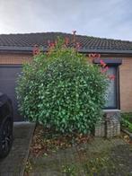 Photinia, Tuin en Terras, Planten | Bomen, Halfschaduw, Lente, Bolboom, Ophalen