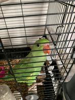 Jonge halsband parkieten Tam, Dieren en Toebehoren, Tam