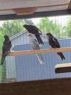 Rosella's, Meerdere dieren, Parkiet, Geringd