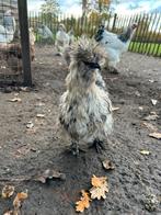 Broedeieren zijdehoen, Dieren en Toebehoren