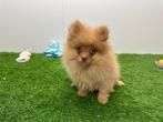Dwergkeeshond pups, Dieren en Toebehoren, België, Keeshond, 8 tot 15 weken, CDV (hondenziekte)