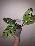 Monstera adansonii mint stek, Ophalen of Verzenden, Overige soorten, In pot