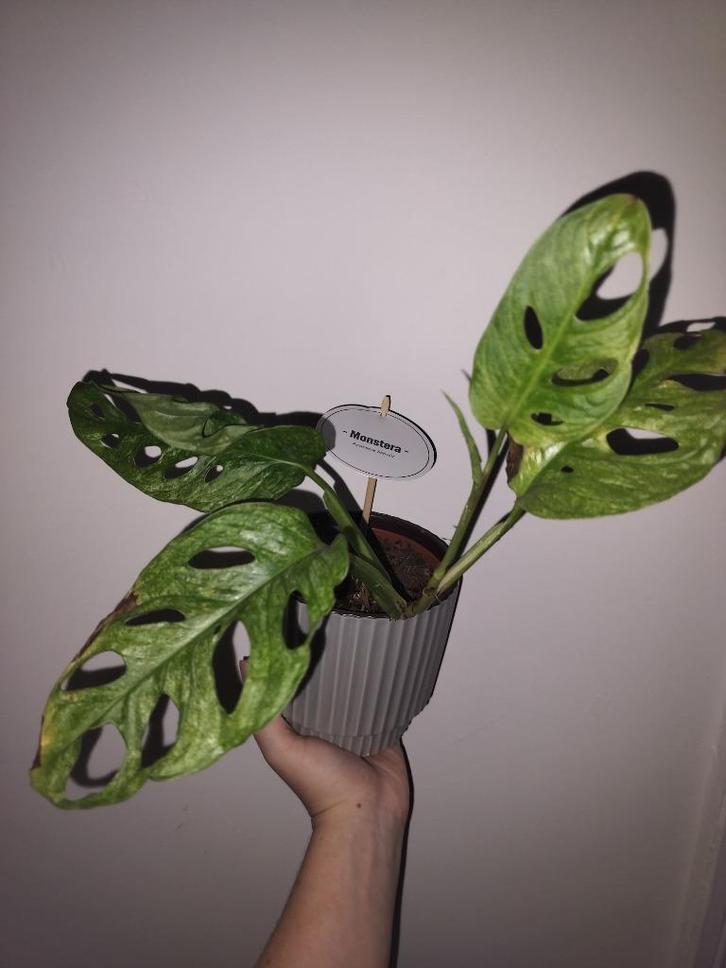 Monstera adansonii mint stek, Huis en Inrichting, Kamerplanten, Overige soorten, In pot, Ophalen of Verzenden