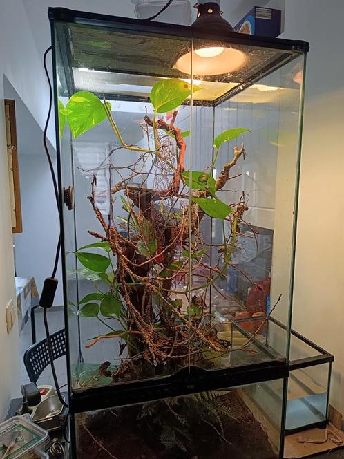 Terrarium 45x45x90 met anolis. lees beschrijving., Dieren en Toebehoren, Reptielen en Amfibieën | Toebehoren, Zo goed als nieuw