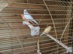 3 canaris a vendre 2 male et une femelle, Vrouwelijk