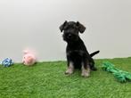 Dwerg Schnauzer pups, België, 8 tot 15 weken, CDV (hondenziekte), Meerdere