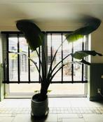 Strelitzia Nicolai hoogte 2,70 m inclusief pot, Huis en Inrichting, Ophalen, Overige soorten, In pot, 150 tot 200 cm